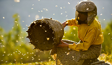 Honeyland (Macédoine)