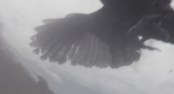 Shooting Crows - Film still 1