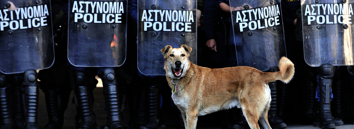 Dogs of Democracy (Australie)